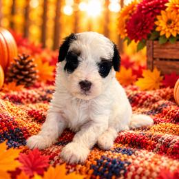 Oreo - Black and white female Cavapoo puppy in Myrtle Beach, South Carolina from Colorful-K9'S