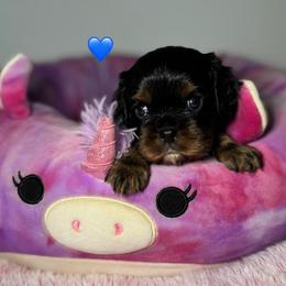 Blue Collar - Black and tan male Cavalier King Charles Spaniel puppy in Somerset, California from Cantina Labs and Cavs