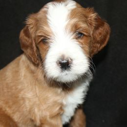 Bernedoodles and Goldendoodles from River Doodles