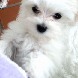 Maltese from Julianne's Maltese