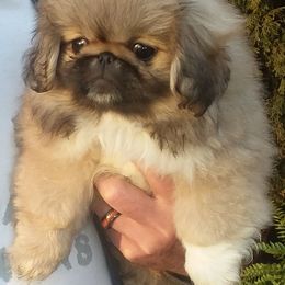 Pekingese Puppies from Brey Pekingese