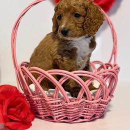 Coffee Bean - Red  female Goldendoodle puppy in Spokane Valley, Washington from Mini Golden doodle Inland Northwest