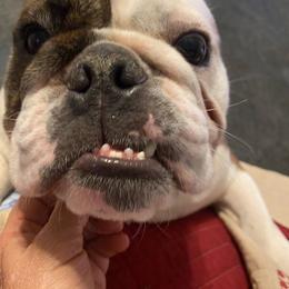 Bulldog Puppies from Jodi's Bulldogs