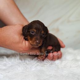 Sebastian - Chocolate and tan male Dachshund puppy in Robesonia, Pennsylvania from Happily Ever After’s Puppies