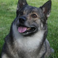 Swedish Vallhund Puppies from Beidelyn Swedish Vallhunds