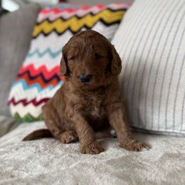 Ruby - Red  female Goldendoodle puppy in Fayetteville, Arkansas from Mountain Grove Doodles