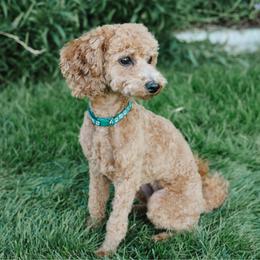 Sailor - Poodle