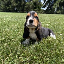 Male1-tri - Black tan and white male Basset Hound puppy in Hudson, Michigan from Bachman’s Kennel