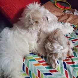 Maltese from Vazquez Maltese