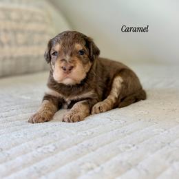 Caramel - Chocolate merle male Bernedoodle puppy in Pennsylvania from Bells Bernedoodles