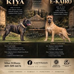 Cane Corso puppies from A&M Kennels
