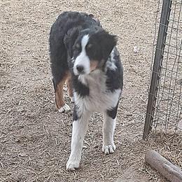 HOLLY - Black tri-color female Australian Shepherd puppy in Elk Creek, Missouri from Hearts on Fire Australian Shepherds