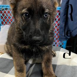 Red - Sable female German Shepherd puppy in Council Bluffs, Iowa from Von Skvely' Haus