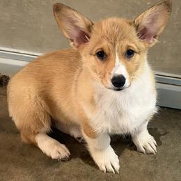 Girl 2 - Red female Pembroke Welsh Corgi puppy in Moulton, Alabama from Reed's Pembroke Corgi Welsh