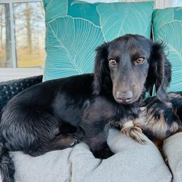 Zero - Dachshund