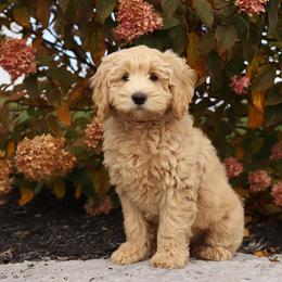 Lucky - Apricot female Australian Labradoodle puppy in Williamstown, New York from Lewis Manor Labradoodles