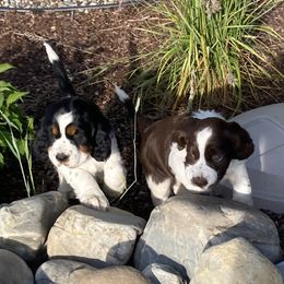 English Springer Spaniel Puppies from Micaela's Springers
