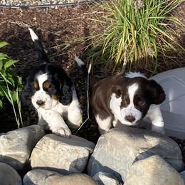 English Springer Spaniel Puppies from Micaela's Springers