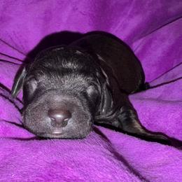 Smoky - Sable male Goldendoodle puppy in Philadelphia, Pennsylvania from Jah’s Retrievers