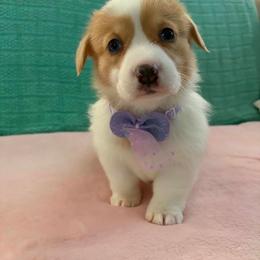 Shasta - White and red female Pembroke Welsh Corgi puppy in Saint George, South Carolina from Carolina cotton candy corgis