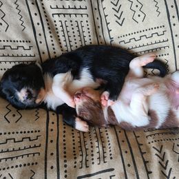 Border Collie Puppies from Cullins Collies
