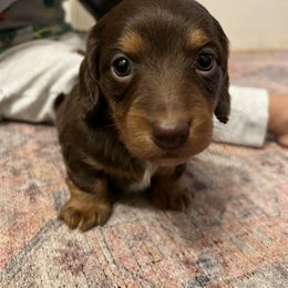 Dachshund Puppies from Salchi Dog miniature dachshunds