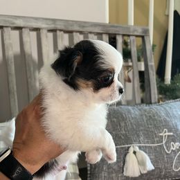 Pongo - Black and white male Chihuahua puppy in Harlan, Iowa from Home Grown Chihuahuas From Iowa