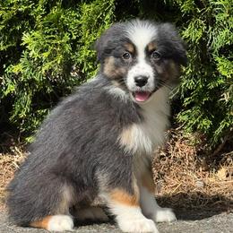 W2- black tri female 8 - Black tri-color female Australian Shepherd puppy in Chehalis, Washington from Wandering Acres Ranch