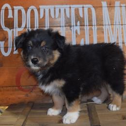 Cola - Black tri-color male Australian Shepherd puppy in Wichita Falls, Texas from Spotted Mule Aussies