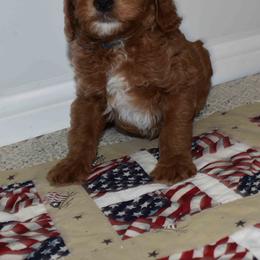 NOAH - Red  male Goldendoodle puppy in Jasper, Indiana from Hilltop Pups By Abby, LLC