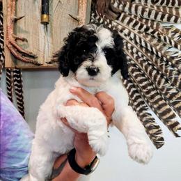 Montego - Parti male Goldendoodle puppy in Forest, Ohio from Mini Doodle Buddies