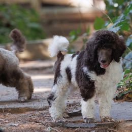Poodle Puppies from Mystic Moon Poodles