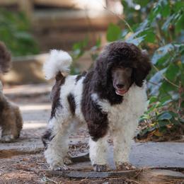 Poodle Puppies from Mystic Moon Poodles