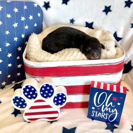 Roberto - male Golden Mountain Doodle puppy in Victoria, Texas from Deidre's Doodles