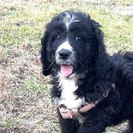 Aussiedoodles from Howdilly Doodley