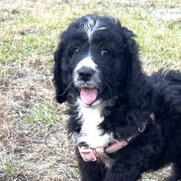 Aussiedoodles from Howdilly Doodley