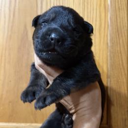 Blue collar - Black and tan male German Shepherd puppy in Worthington, Indiana from Aus Gerstbrei German Shepherds