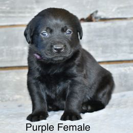 Purple female - Black female Labrador Retriever puppy in Mississippi from Sure Shot English Labs