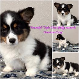 Addison - Black and tan female American Corgi puppy in Hico, Texas from Chisholm Trail Kennels