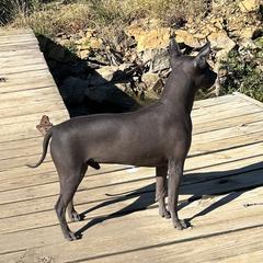 American Hairless Terrier All Grown Up from Bellridge American Hairless Terriers