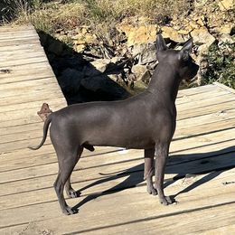American Hairless Terrier All Grown Up from Bellridge American Hairless Terriers