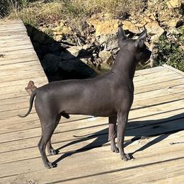 American Hairless Terrier All Grown Up from Bellridge American Hairless Terriers