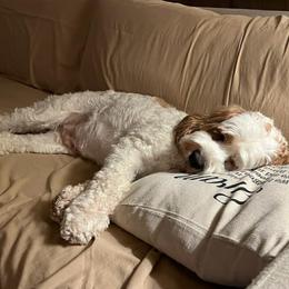 Aussiedoodle, Cockapoo, and Havapoo All Grown Up from Kaitlen Wood