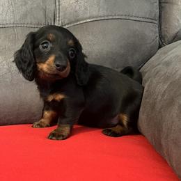 Bella - Black and tan female Dachshund puppy in Sedalia, Missouri from Sho Me Spots