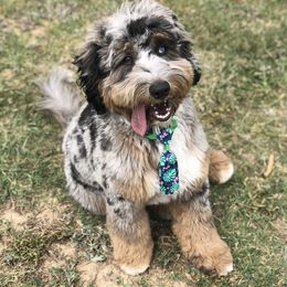 Aussiedoodle Puppies from Johnson’s Highland Pride Aussiedoodles