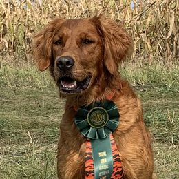 Twister - Golden Retriever