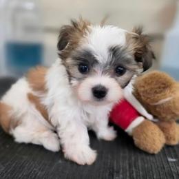 Max - Piebald male Morkie puppy in St. Cloud, Florida from K and E Small Breed Puppies