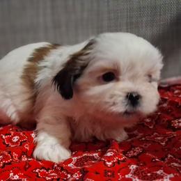 Bessie - Black and white female Shih Tzu puppy in Montrose, Colorado from Gnomies Furry Friends