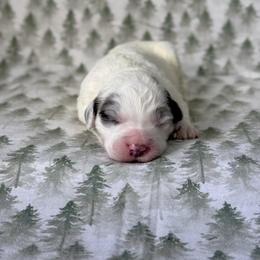 Opal - Blue merle and white female Sheepadoodle puppy in Tahlequah, Oklahoma from Mulberry Ridge Doodles