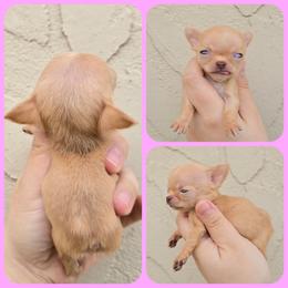 Red fawn girl - Fawn female Chihuahua puppy in Vineland, New Jersey from Royal Companion's